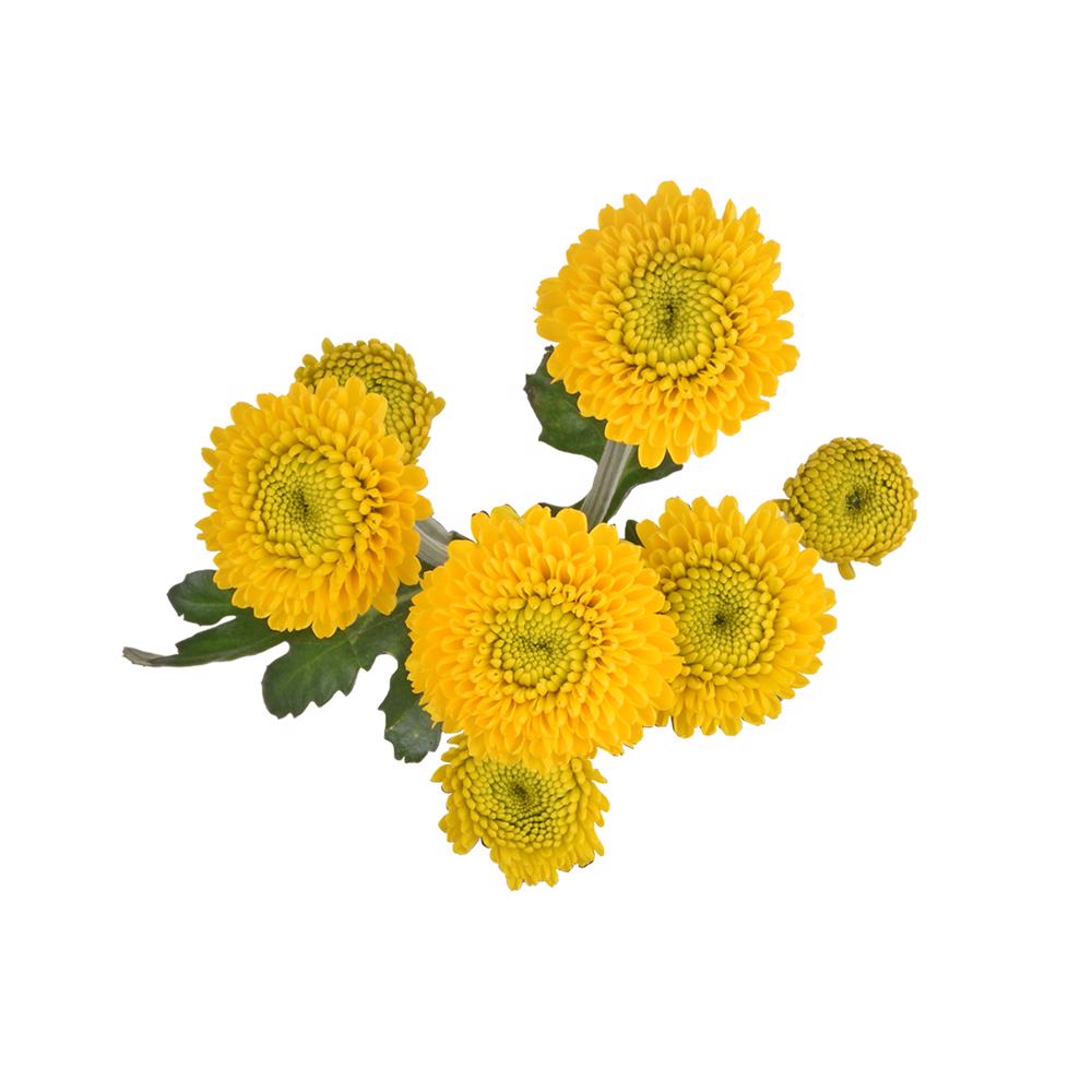 esmeralda-farms-pompon-button-paintball sunny-5