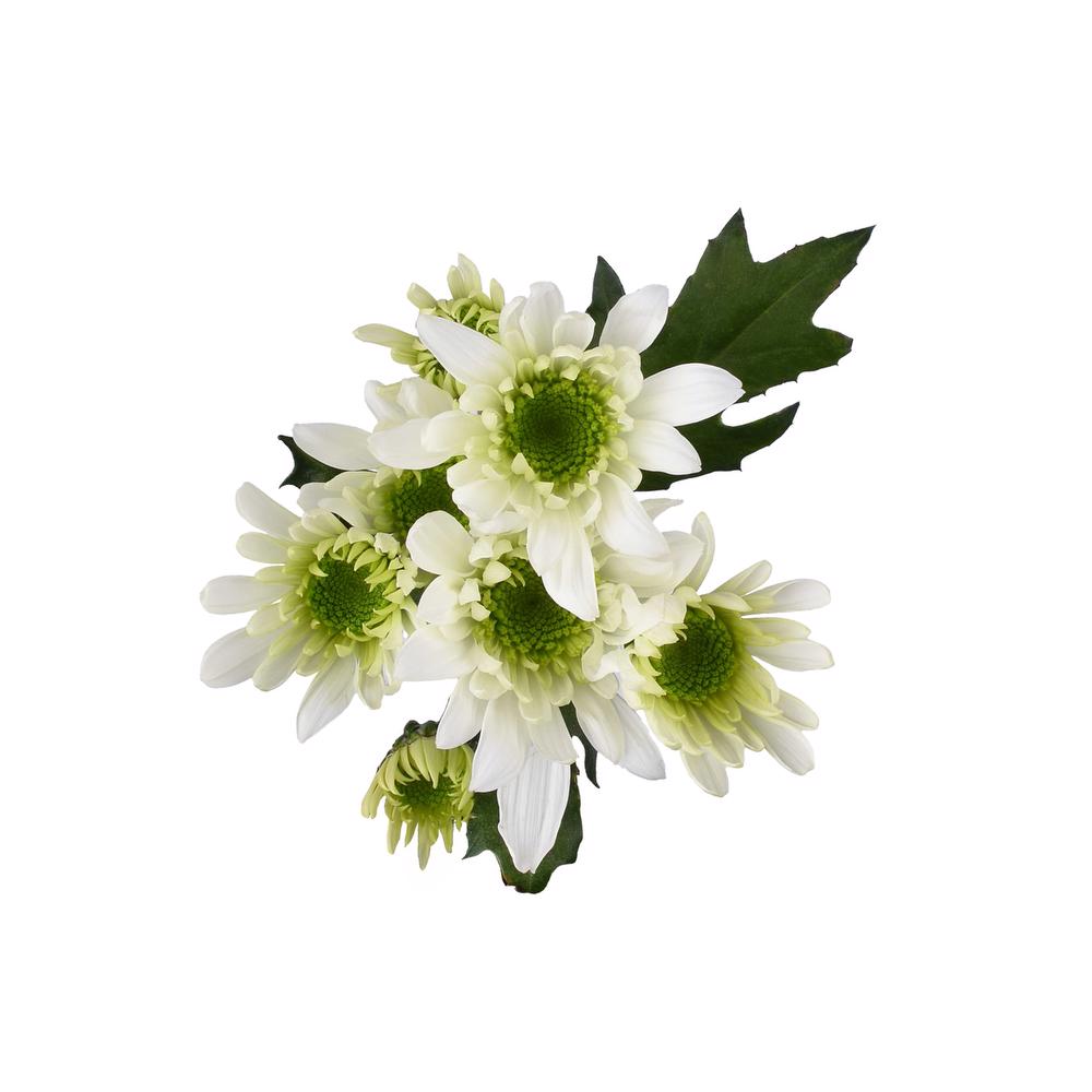 esmeralda-farms-pompon-novelty-radost-lime-5