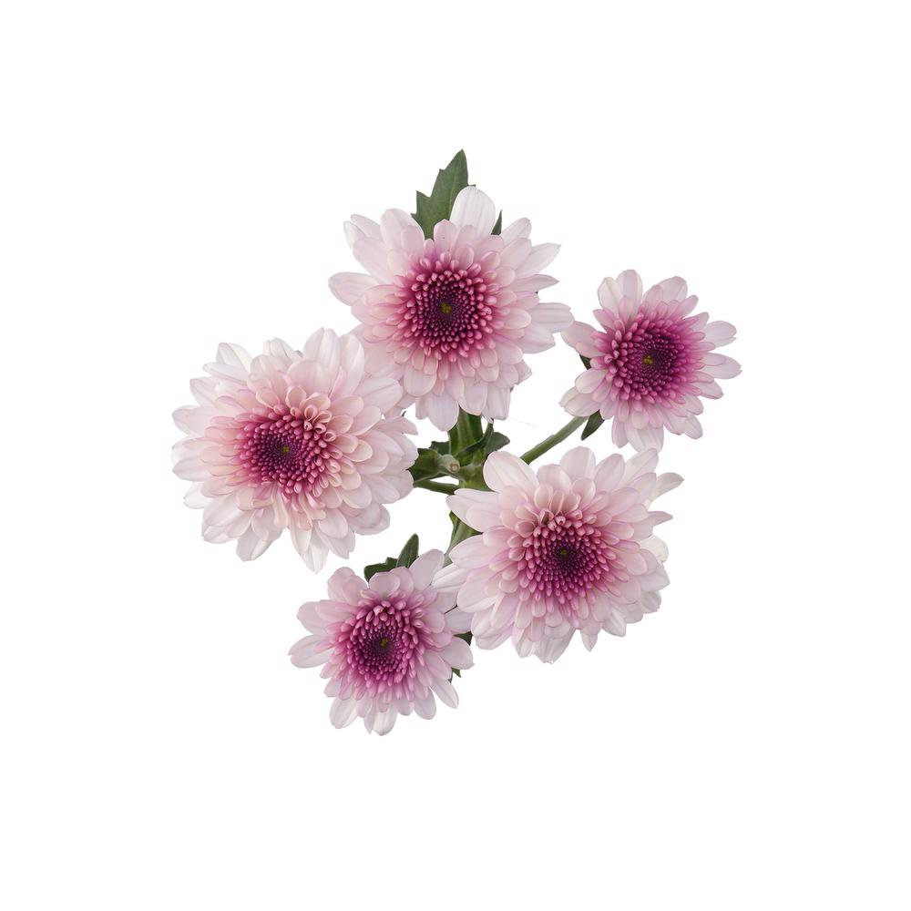 esmeralda-farms-pompon-novelty-virtue-5