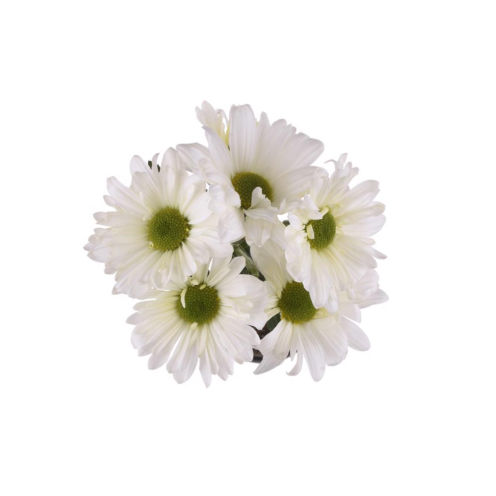 esmeralda-farms-pompon-daisy-atlantis-white-5