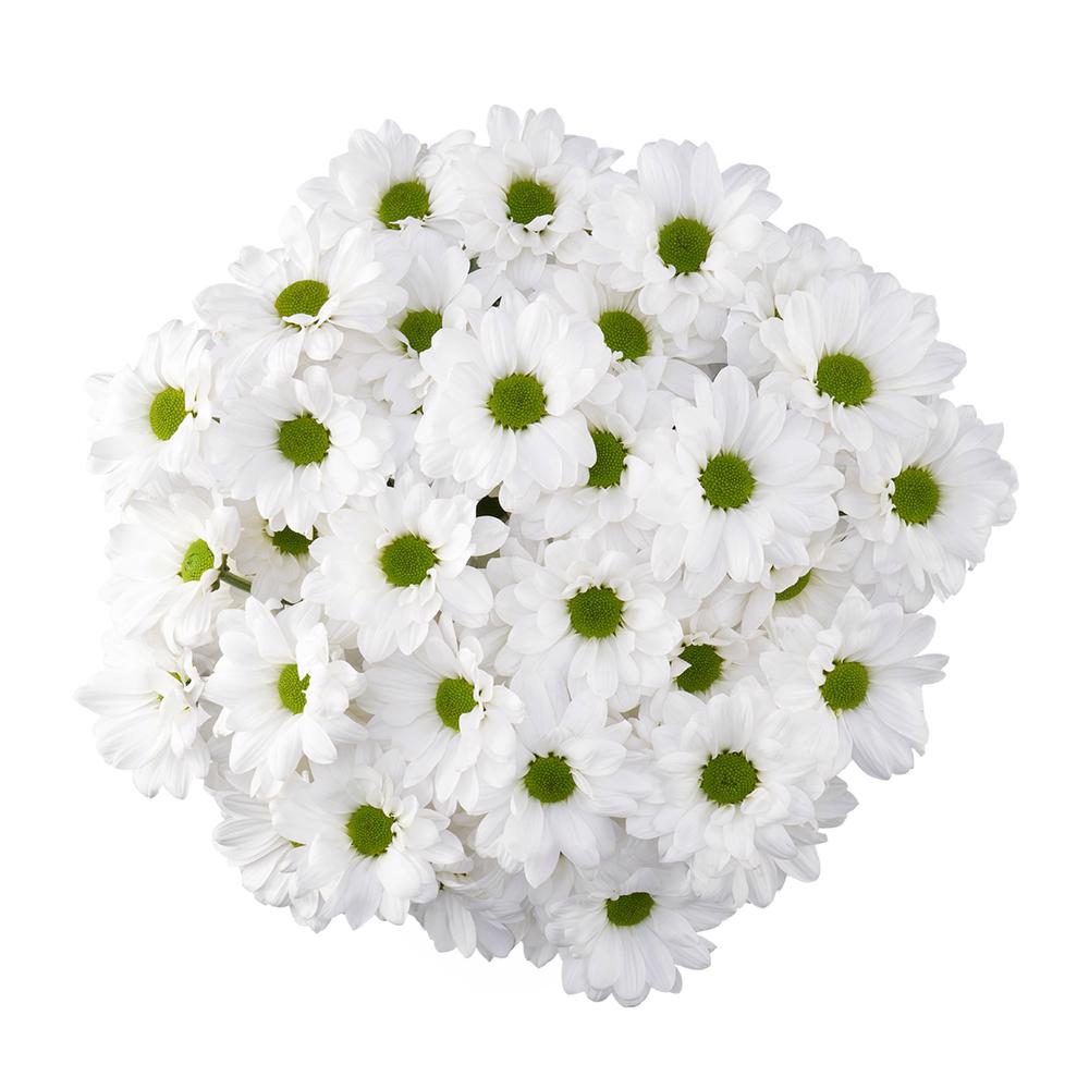 esmeralda-farms-pompon-daisy-alma-white-3