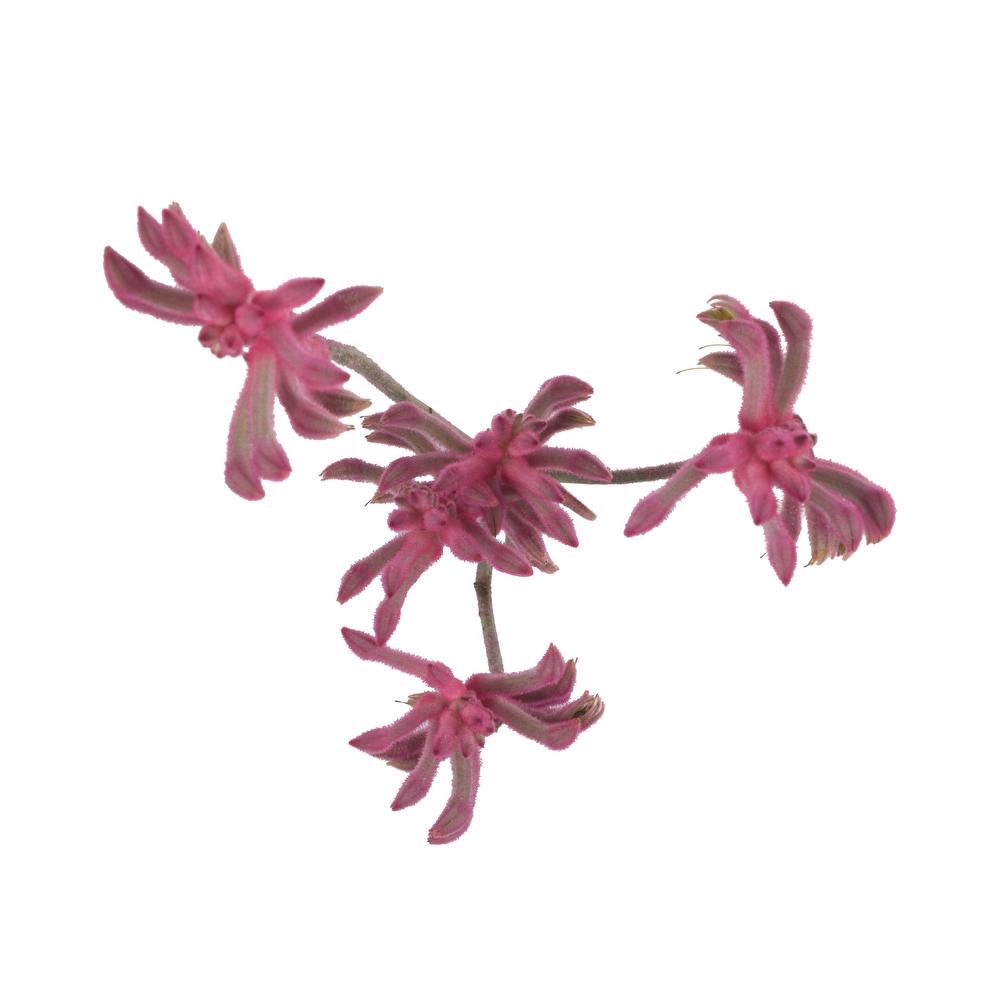 esmeralda-farms-kangaroo-paw-anigozanthos-pink-joy-5