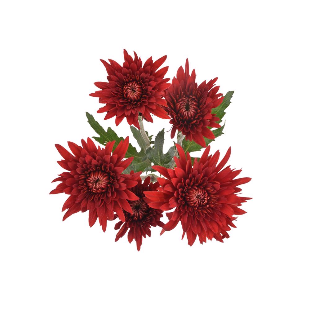 esmeralda-farms-pompon-cushion-rock-5