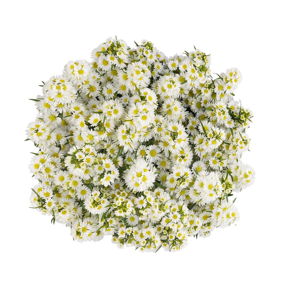 esmeralda-farms-mardi-gras-aster-white-3