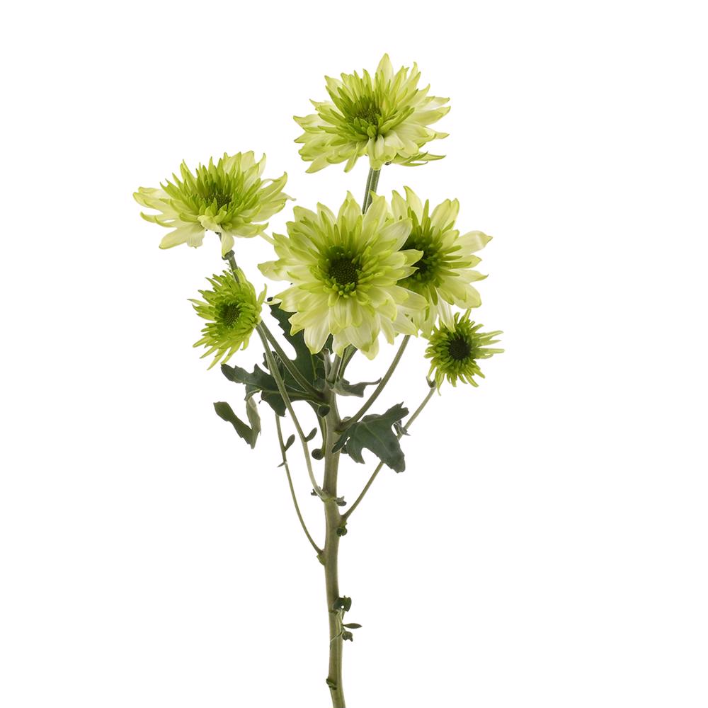 esmeralda-farms-pompon-novelty-lemonpie-4