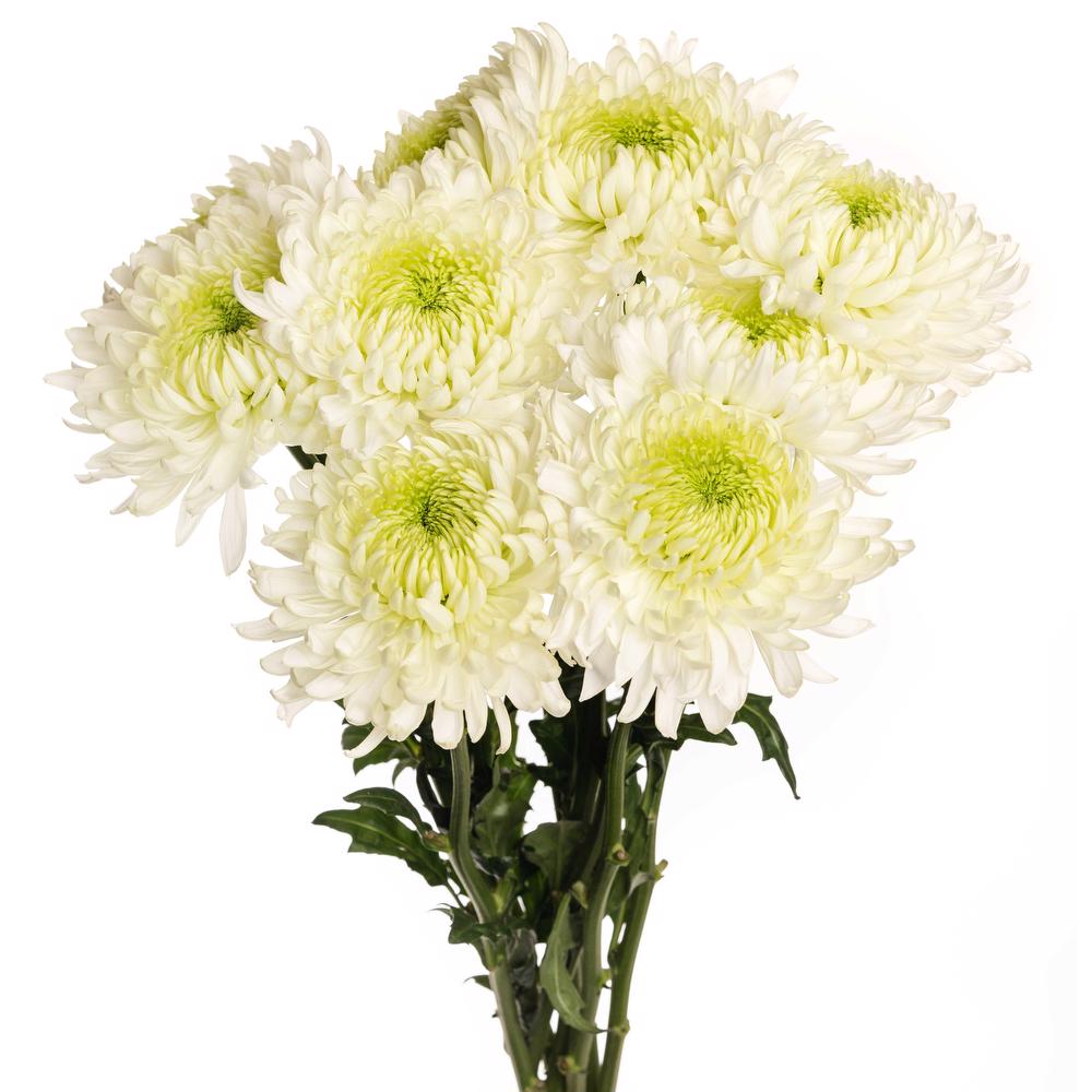 esmeralda-farms-football-mum-magnum-white-3