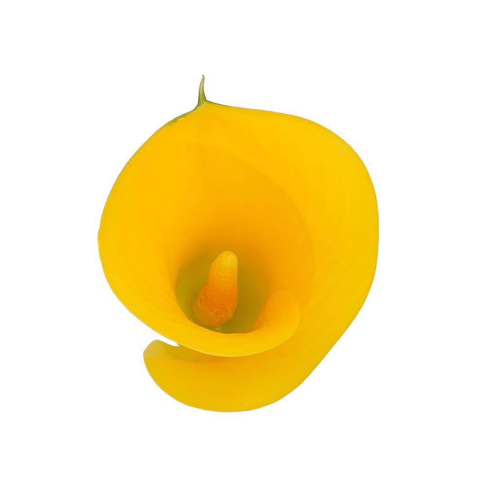 esmeralda-farms-mini-calla-lily-captain-solo-4