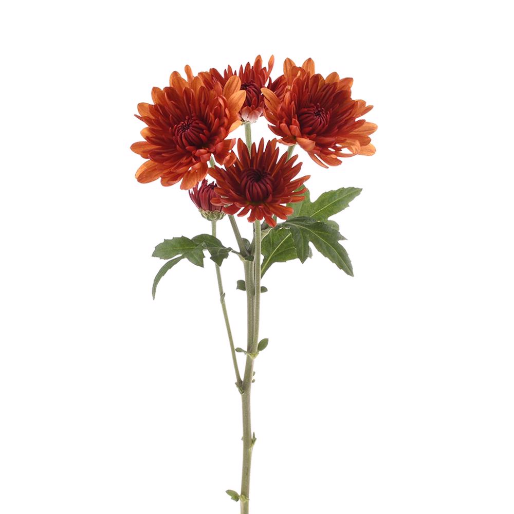 esmeralda-farms-pompon-cushion-saloom-4