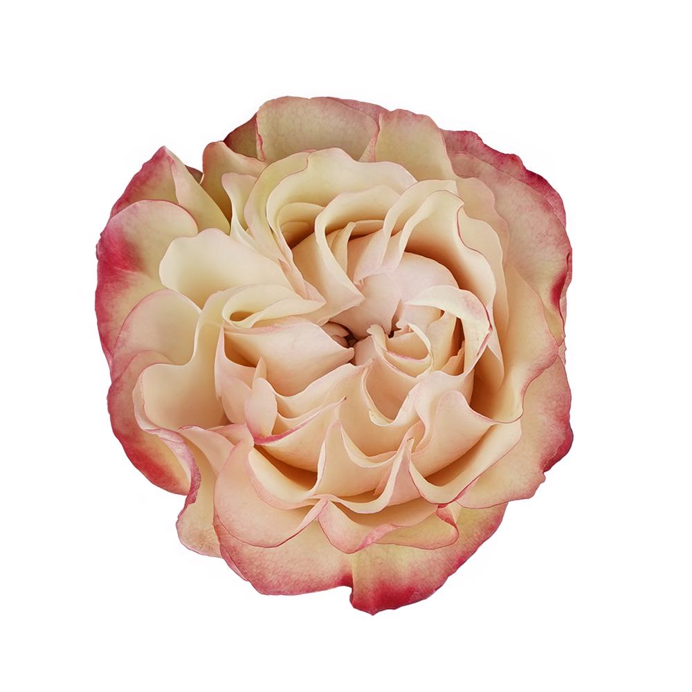 esmeralda-farms-rose-country-candy