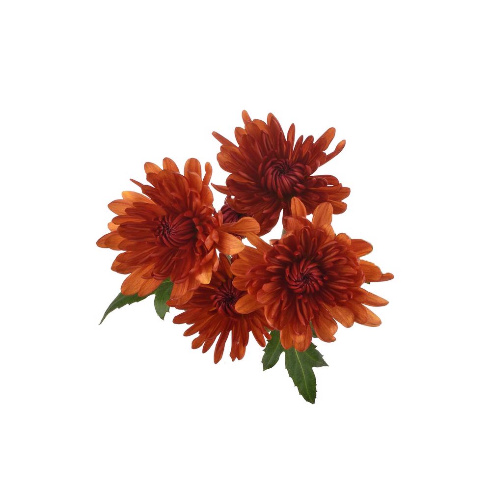 esmeralda-farms-pompon-cushion-saloom-5