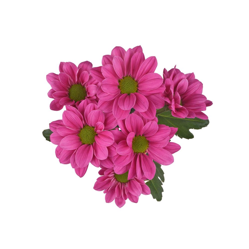 esmeralda-farms-pompon-daisy-plasma-4