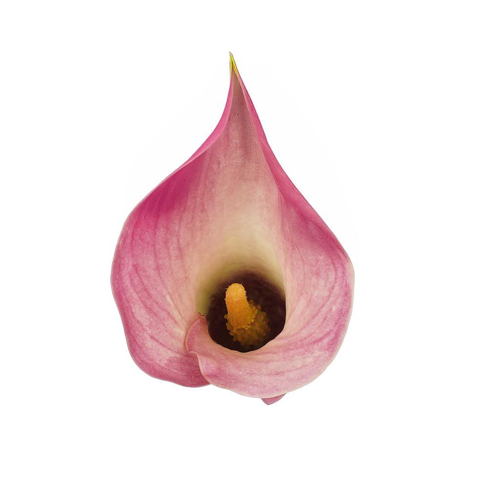 esmeralda-farms-mini-calla-lily-captain-romance-4