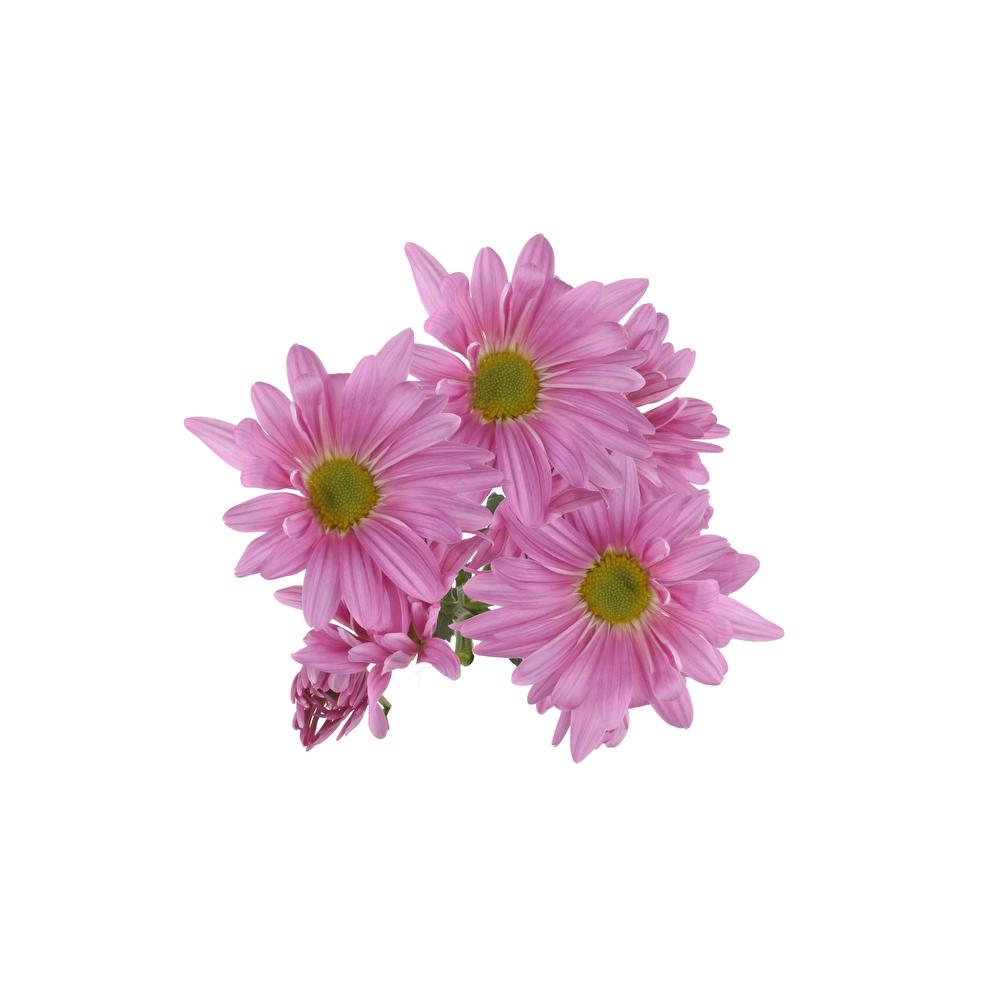 esmeralda-farms-pompon-daisy-atlantis-pink-5