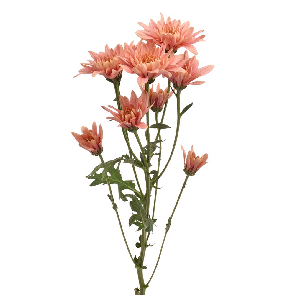 esmeralda-farms-cushion-veronica-salmon-4