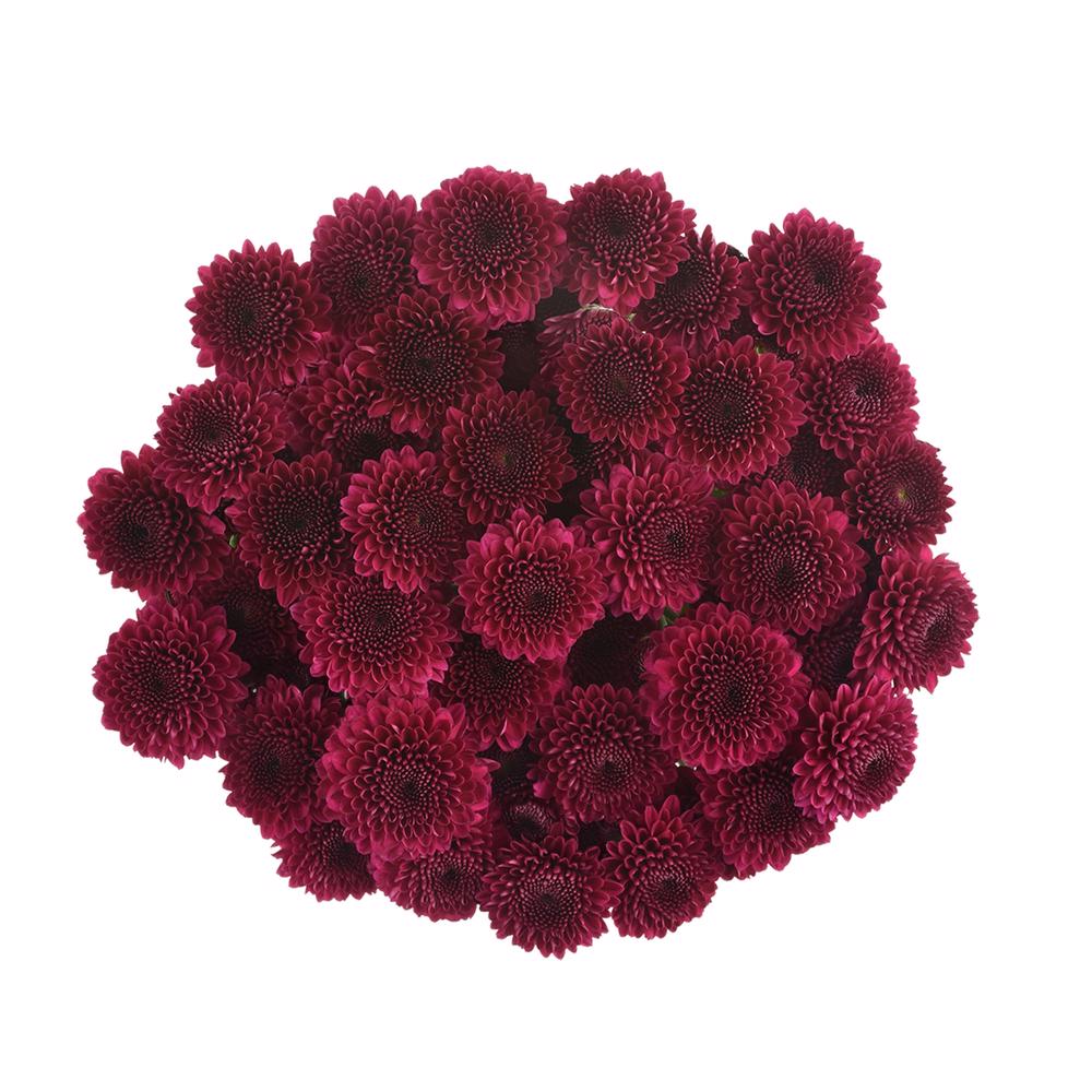 esmeralda-farms-pompon-button-gustav-3