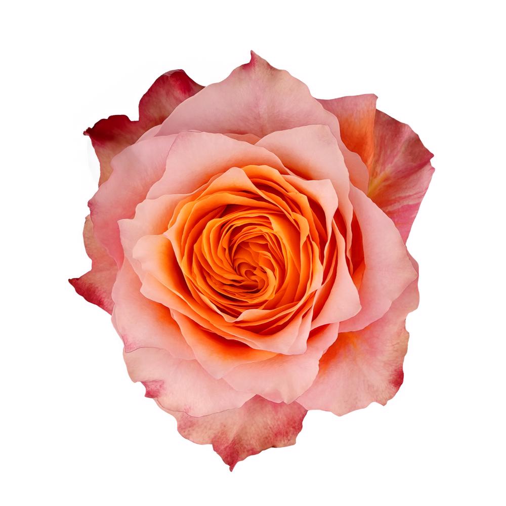 esmeralda-farms-rose-free-spirit
