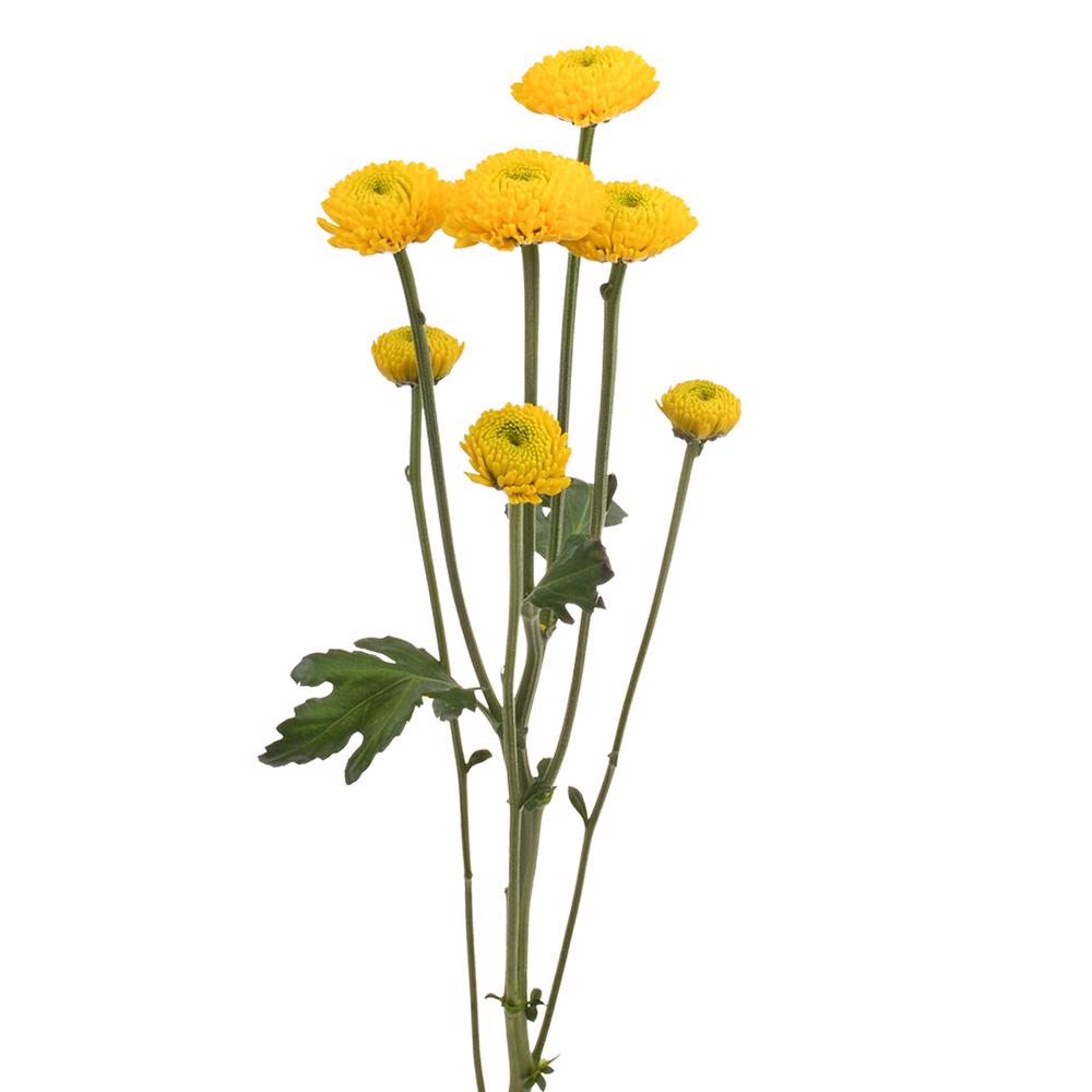 esmeralda-farms-pompon-button-paintball sunny-4