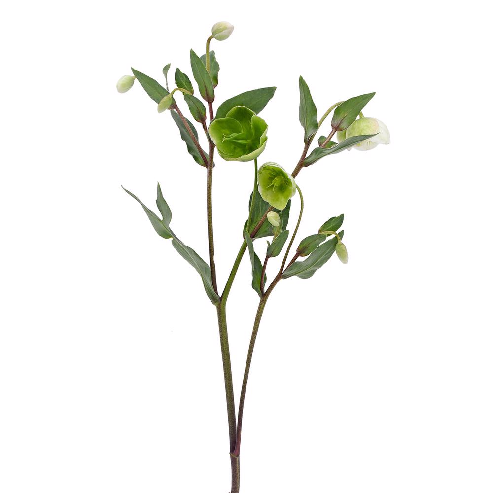 esmeralda-farms-helleborus-3