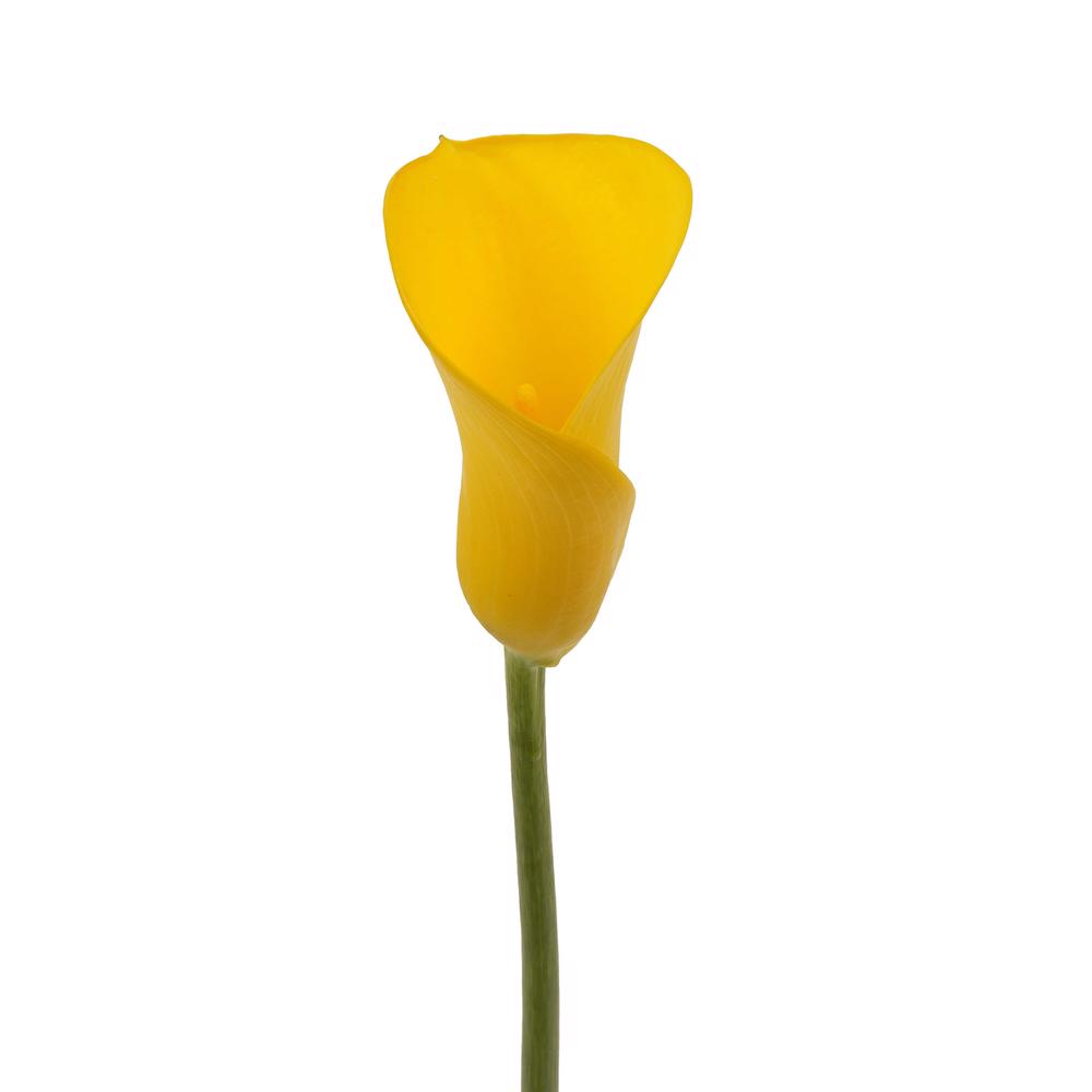 esmeralda-farms-mini-calla-lily-gold-medal-3