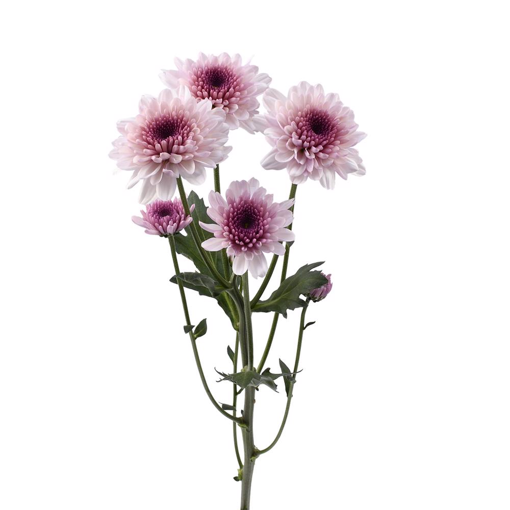 esmeralda-farms-pompon-novelty-virtue-4