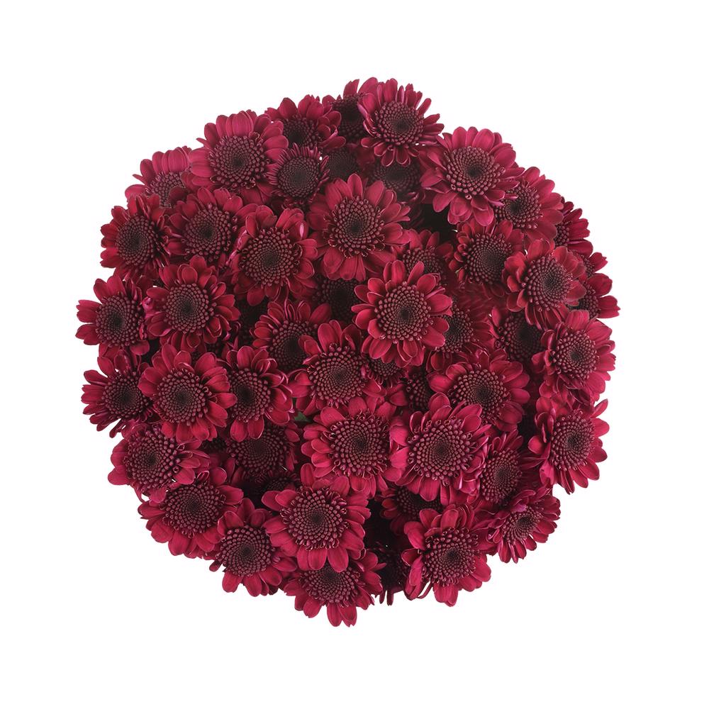 esmeralda-farms-pompon-novelty-aipom-3