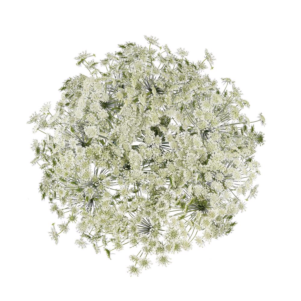 esmeralda-farms-ammi-majus-queen-of-africa-4