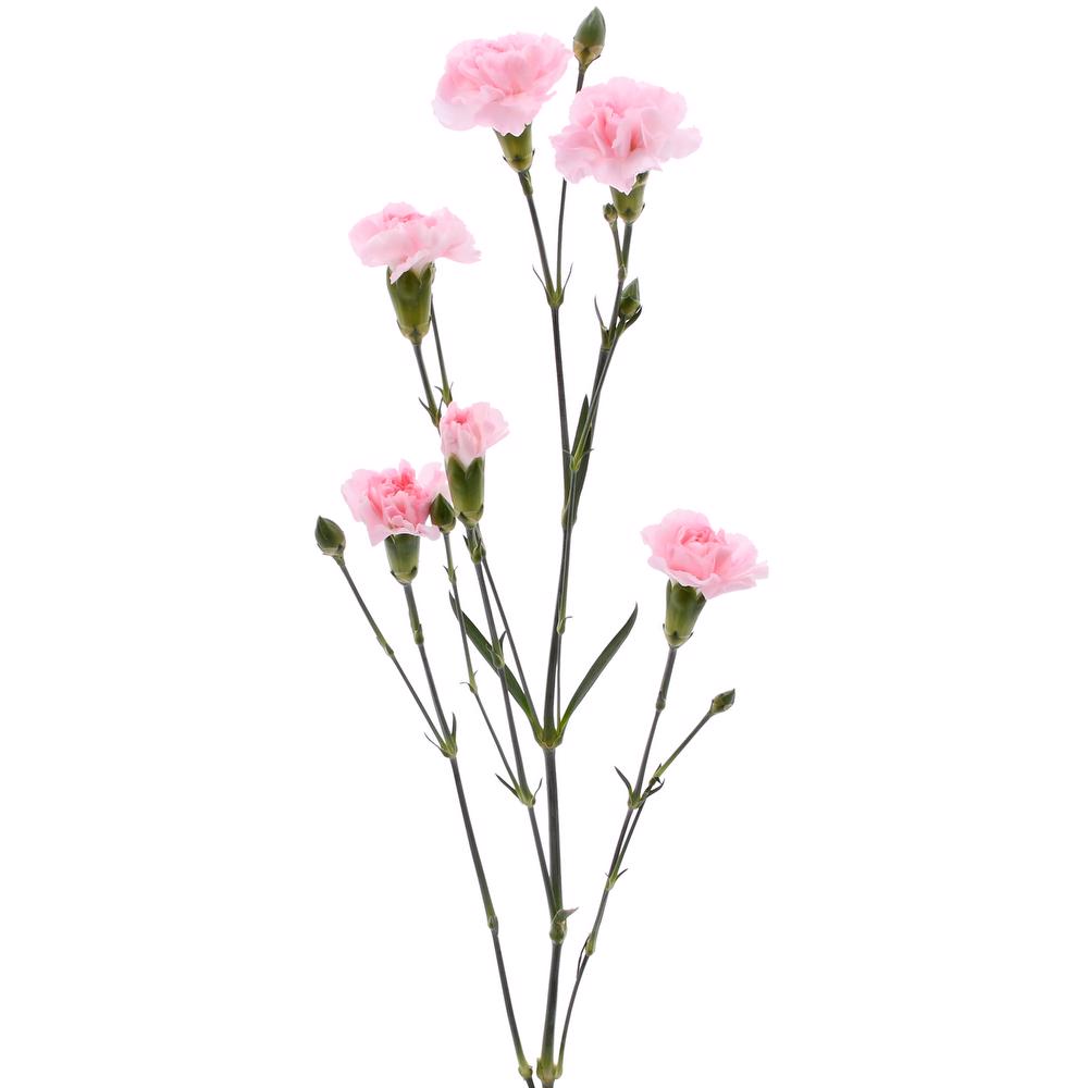 esmeralda-farms-mini-carnation-pink-3