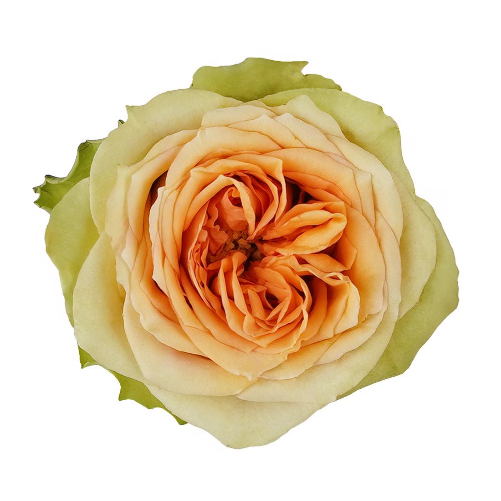 esmeralda-farms-rose-tropic-versilia