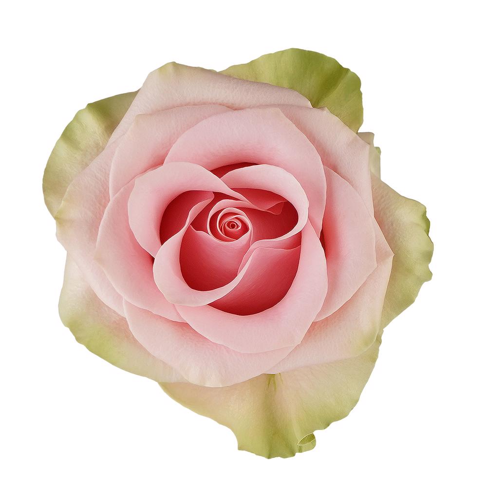 esmeralda-farms-rose-absolut-in-pink