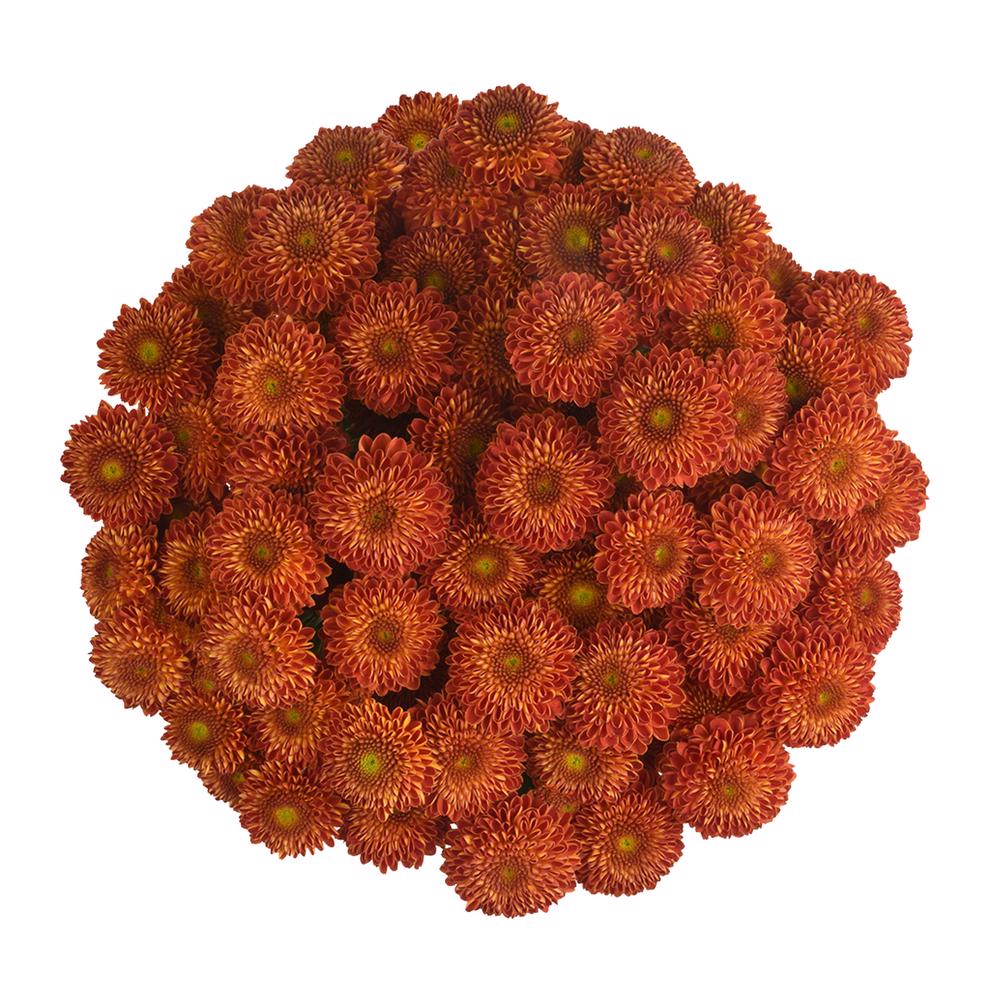 esmeralda-farms-pompon-button-tyrion-3