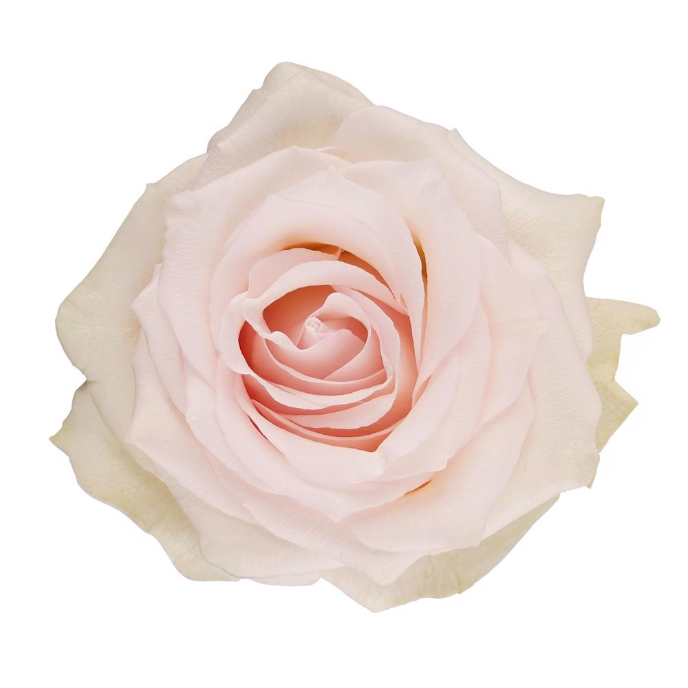 esmeralda-farms-rose-ragazza