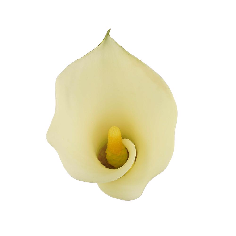 esmeralda-farms-mini-calla-lily-white-flirt-4