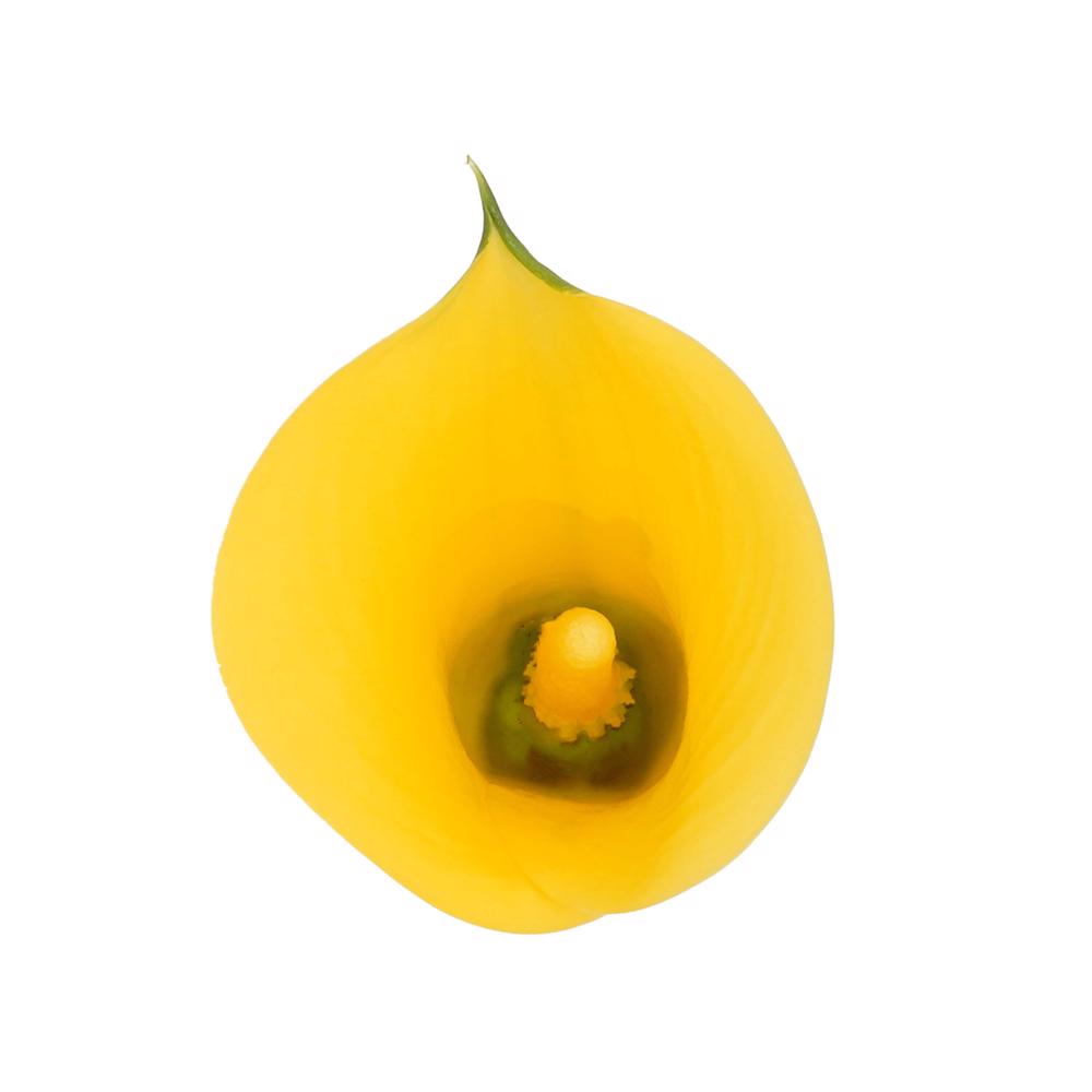 esmeralda-farms-mini-calla-lily-sunray-4