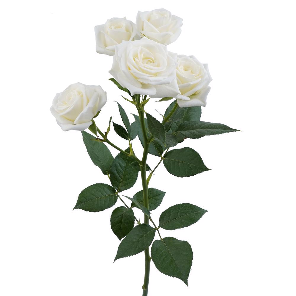 esmeralda-farms-spray-rose-snow-bubbles-3