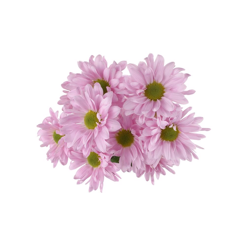 esmeralda-farms-pompon-daisy-cutie-pie-5