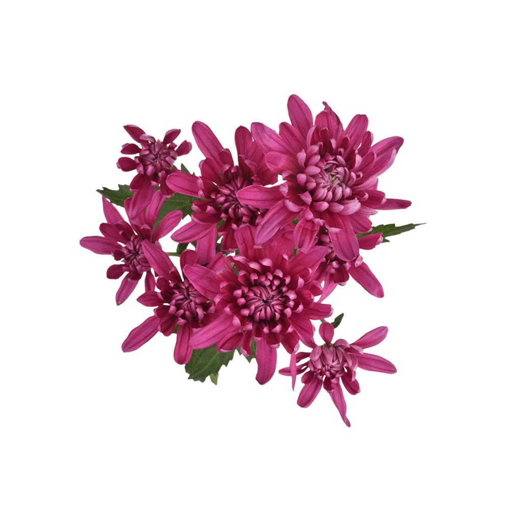 esmeralda-farms-pompon-cushion-andrea-5