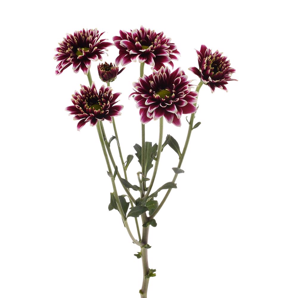 esmeralda-farms-pompon-novelty-amethyst-dark-4