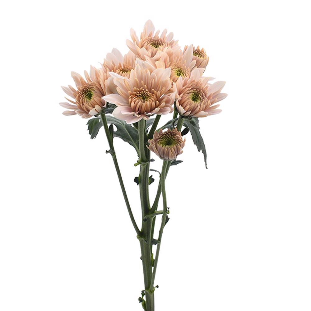 esmeralda-farms-pompon-cushion-champagne-4