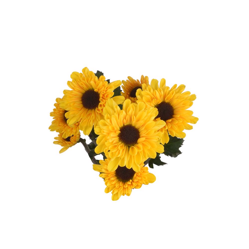 esmeralda-farms-pompon-novelty-micro-vybowl-5