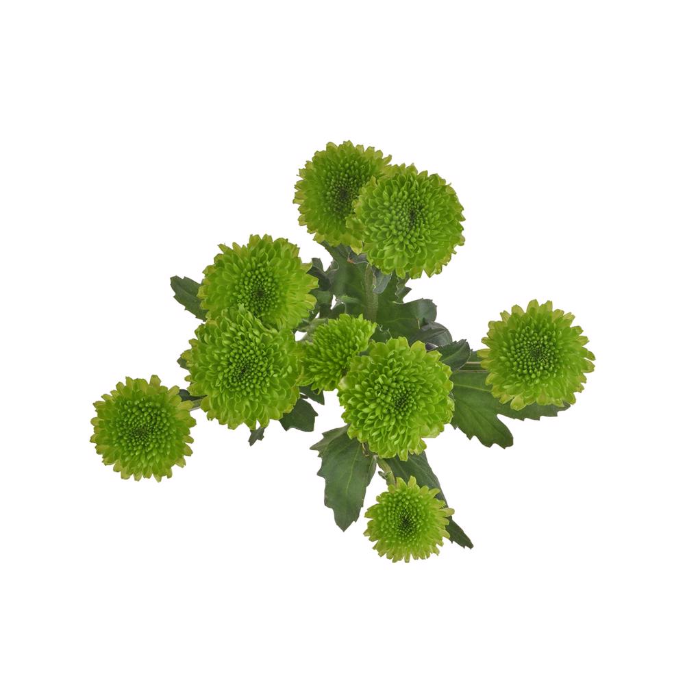 esmeralda-farms-pompon-button-country-4