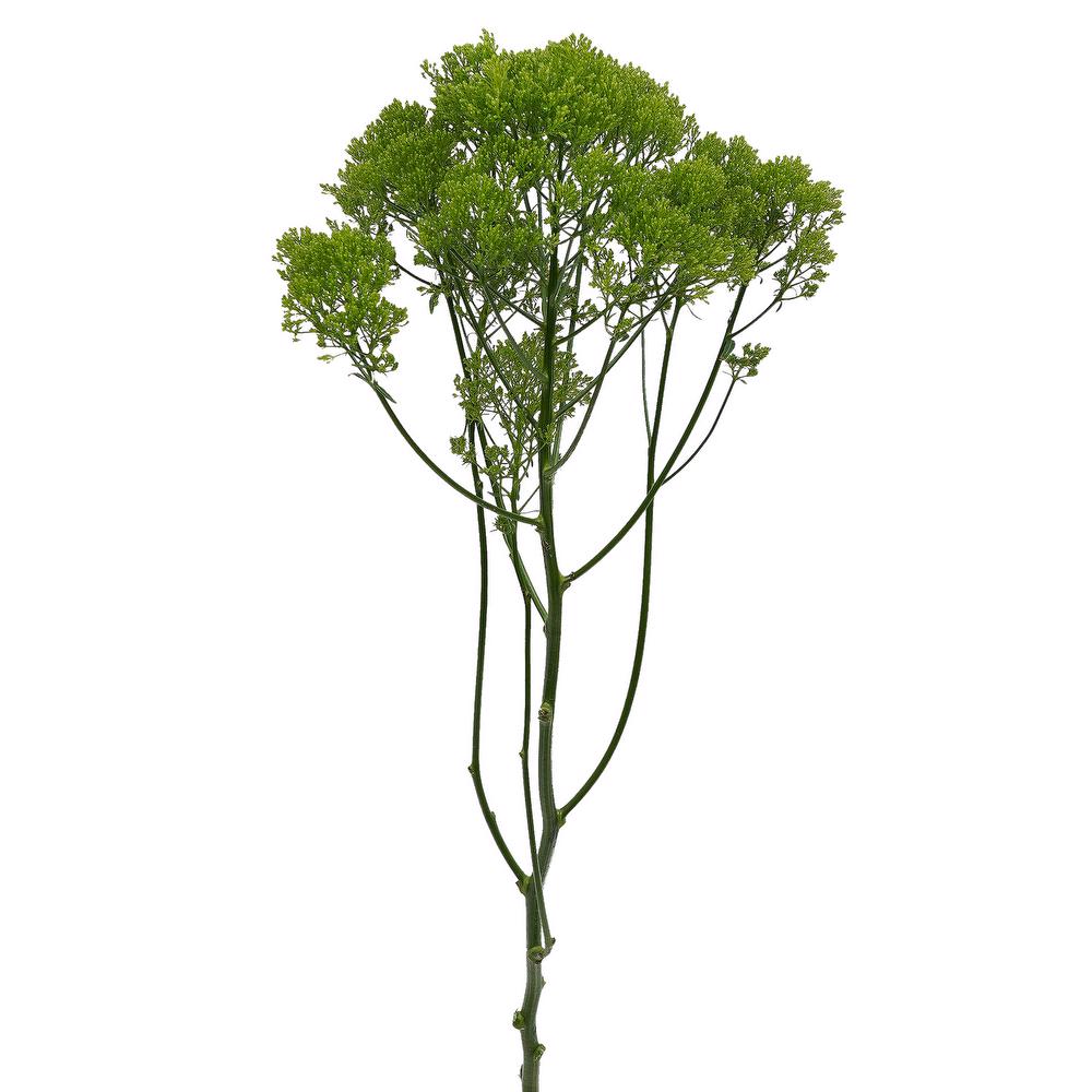 esmeralda-farms-trachelium-jade-4