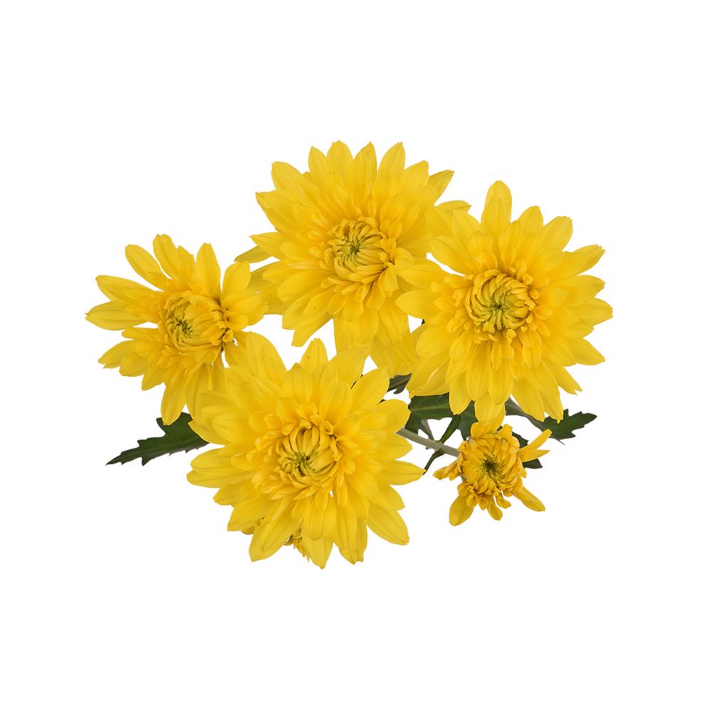 esmeralda-farms-pompon-cushion-solimar-5