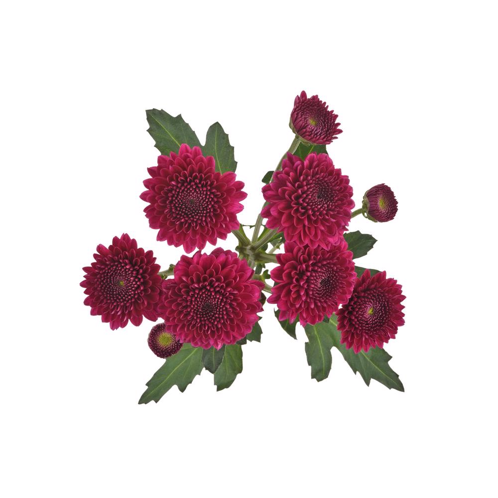 esmeralda-farms-pompon-button-gustav-5