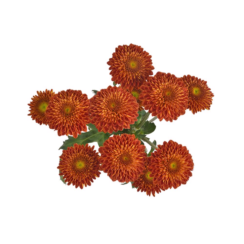 esmeralda-farms-pompon-button-tyrion-5