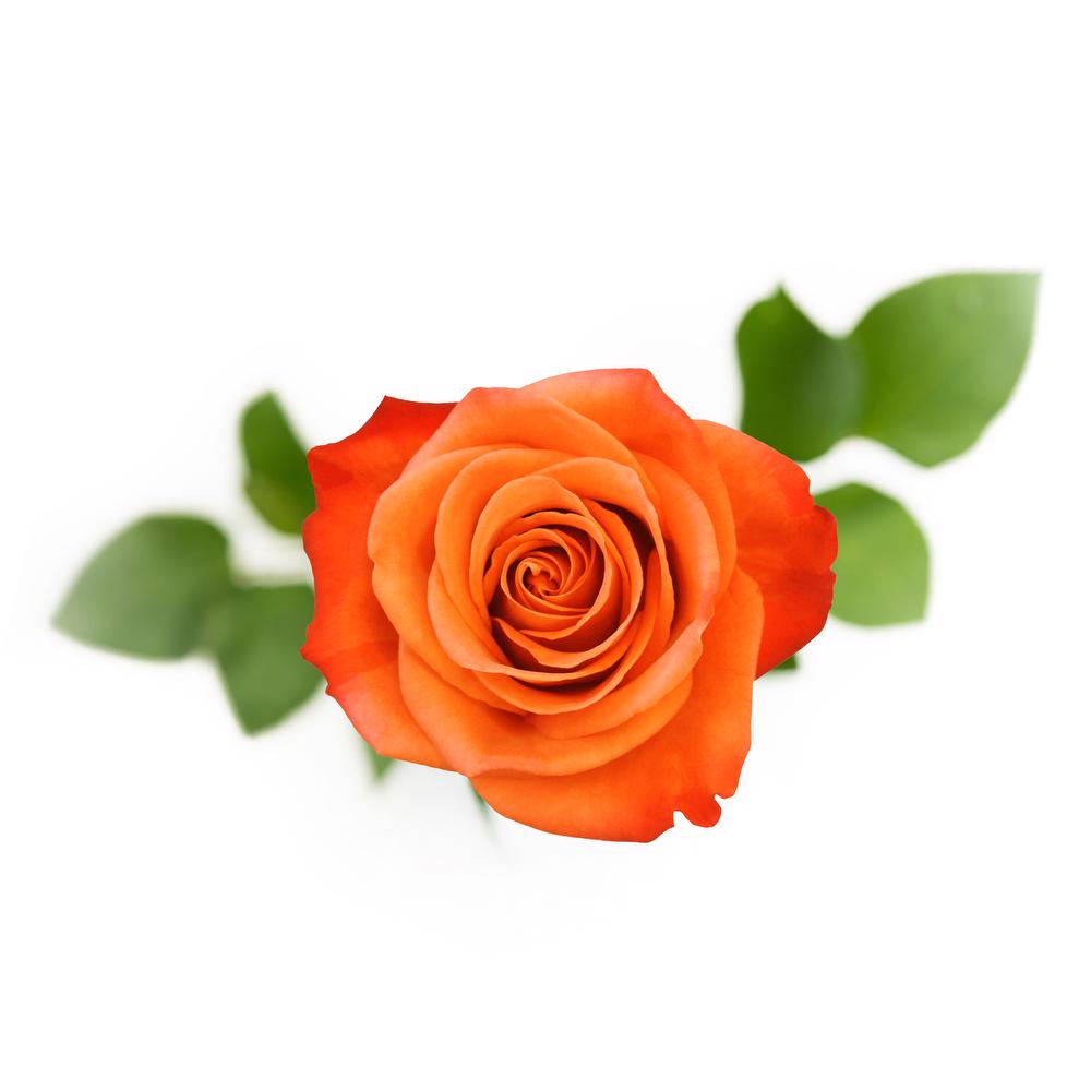 esmeralda-farms-rose-orange-crush