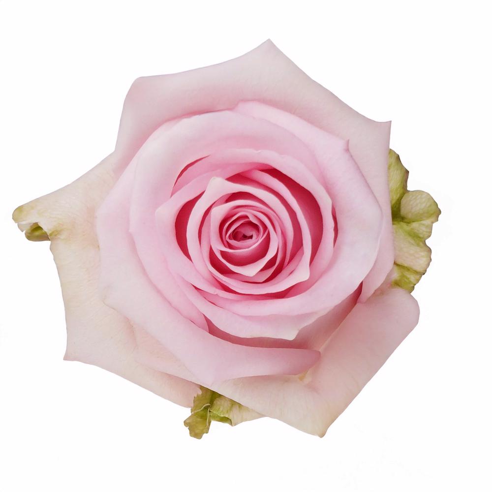 esmeralda-farms-rose-jessika