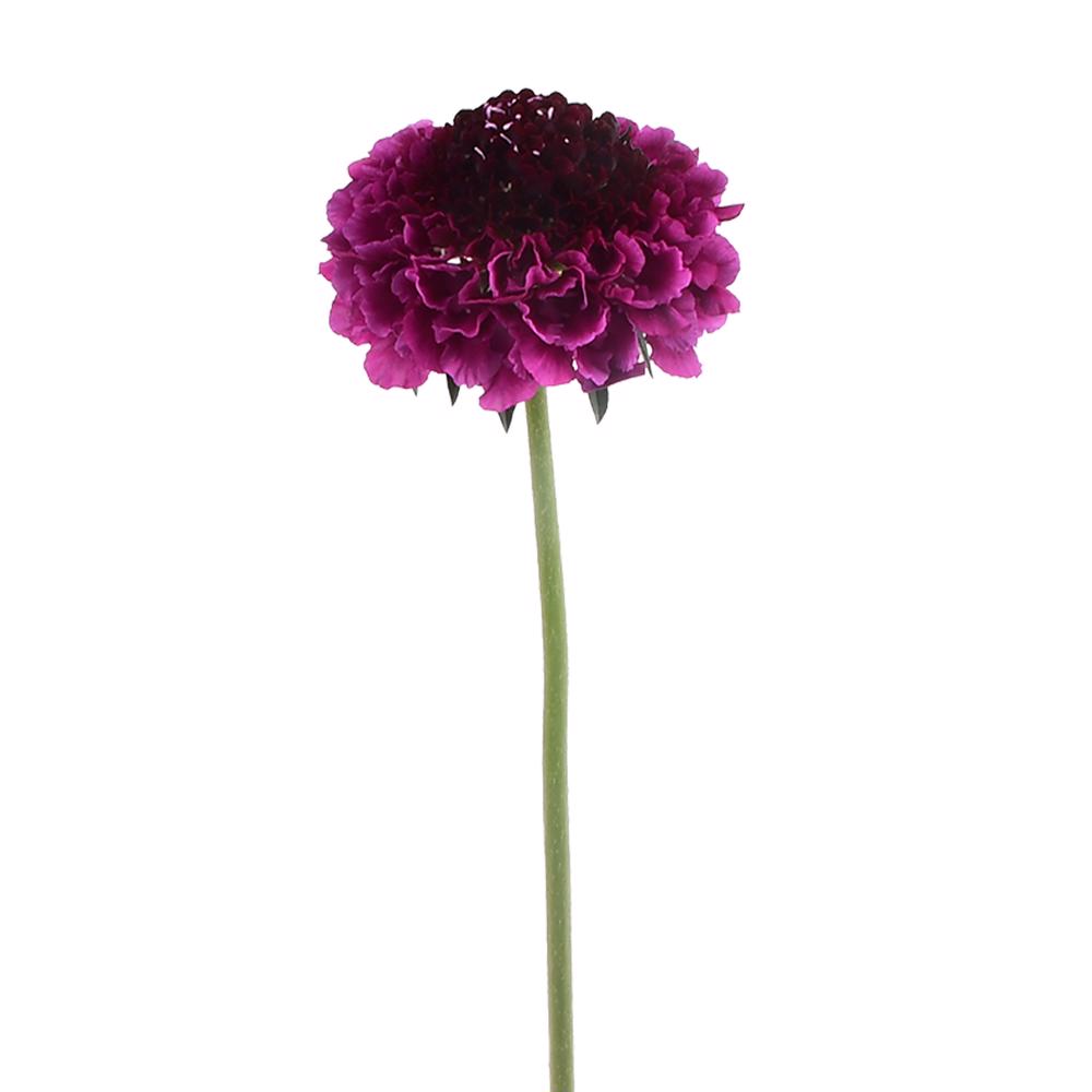 esmeralda-farms-scabiosa-purple-3