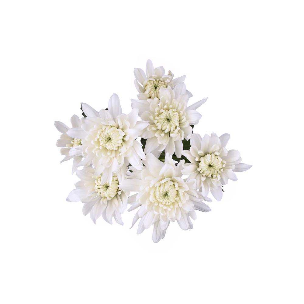 esmeralda-farms-pompon-cushion-alexis-5