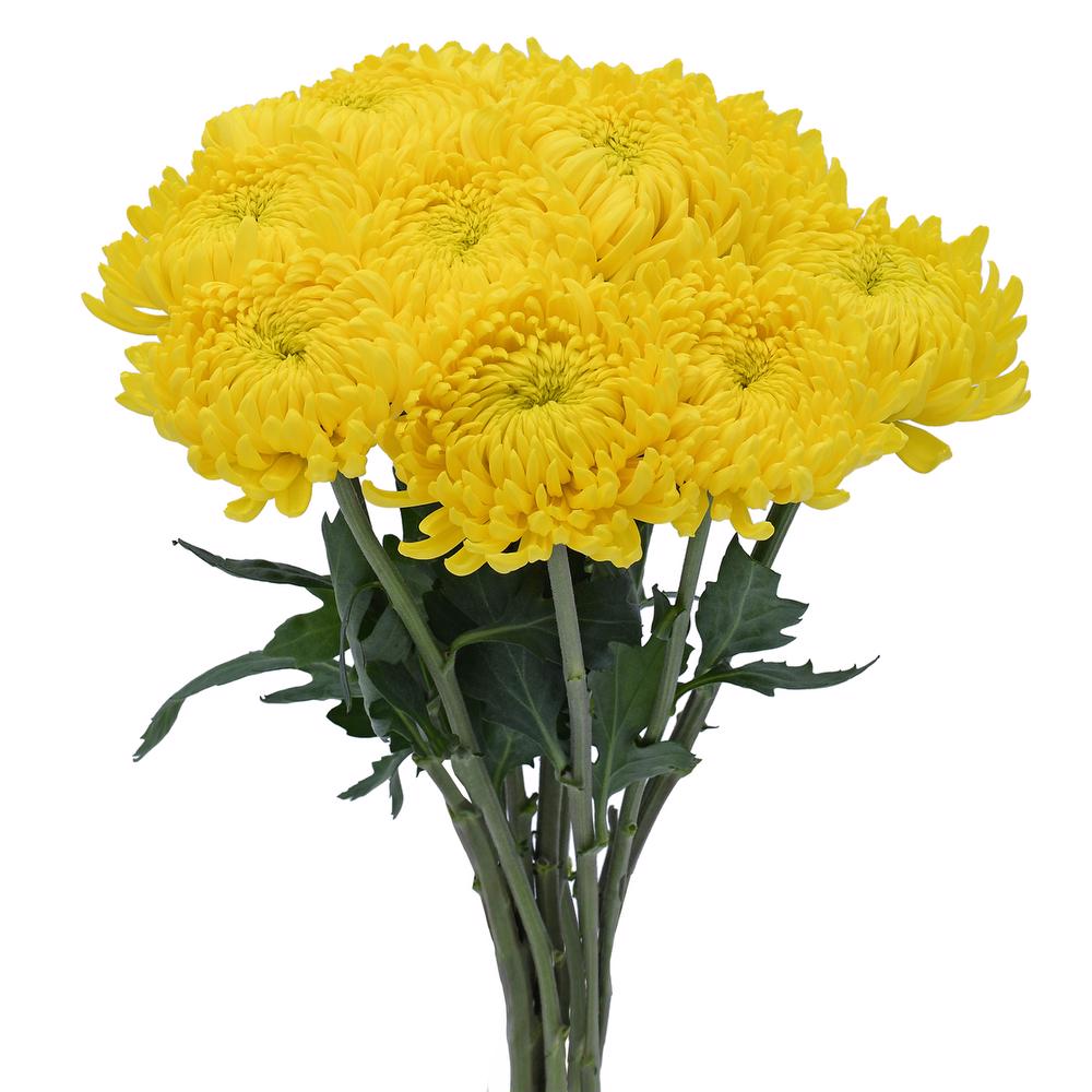 esmeralda-farms-disbud-astroid-3