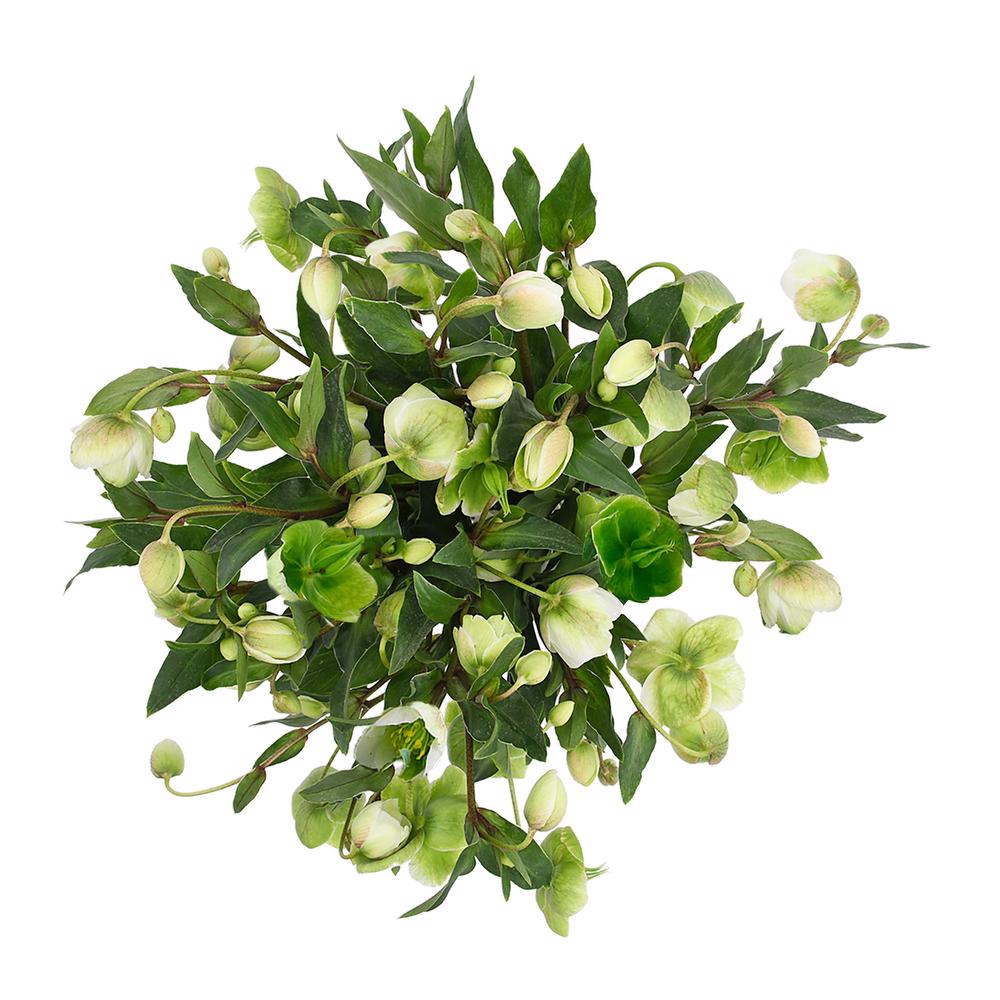 esmeralda-farms-helleborus-4